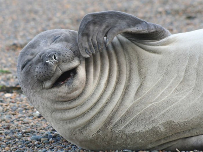 1659674960 985 21 fotos divertidas de focas que no pueden parar de