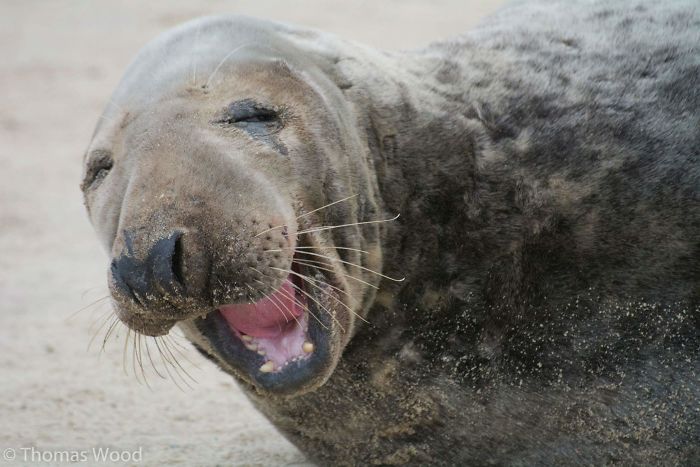 1659674961 121 21 fotos divertidas de focas que no pueden parar de