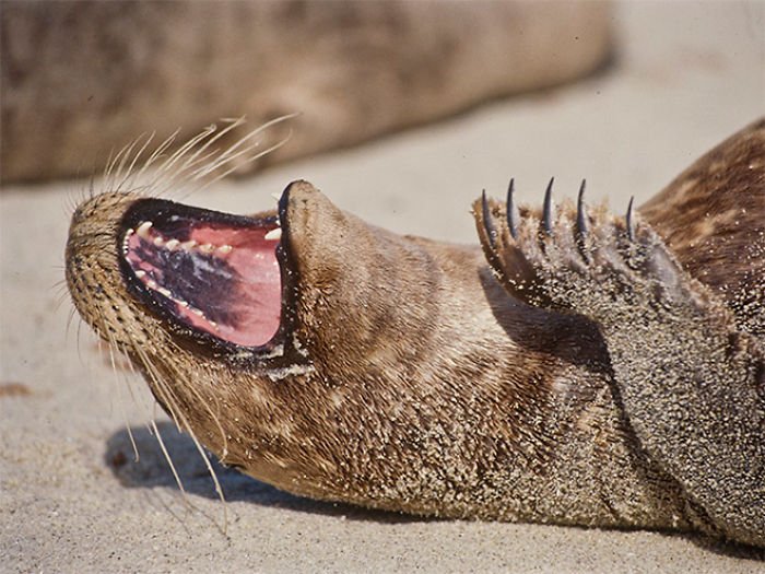 1659674961 167 21 fotos divertidas de focas que no pueden parar de