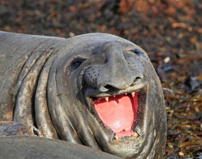 1659674961 428 21 fotos divertidas de focas que no pueden parar de