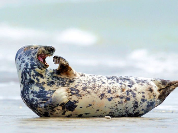 1659674961 539 21 fotos divertidas de focas que no pueden parar de