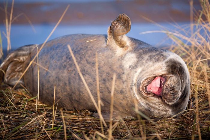 1659674961 616 21 fotos divertidas de focas que no pueden parar de