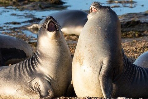 1659674961 881 21 fotos divertidas de focas que no pueden parar de