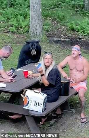 1659759835 732 wild black bear se une al picnic familiar y
