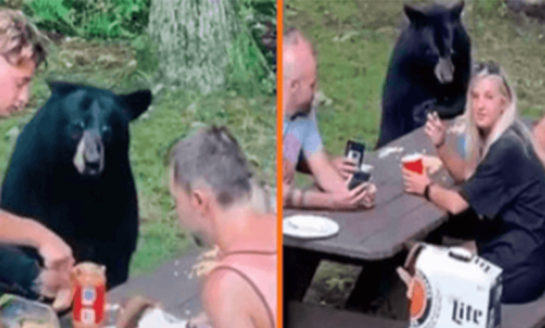 Wild Black Bear se une al picnic familiar y exige sándwiches de PB&J 1 1659759836 wild black bear se une al picnic familiar y exige