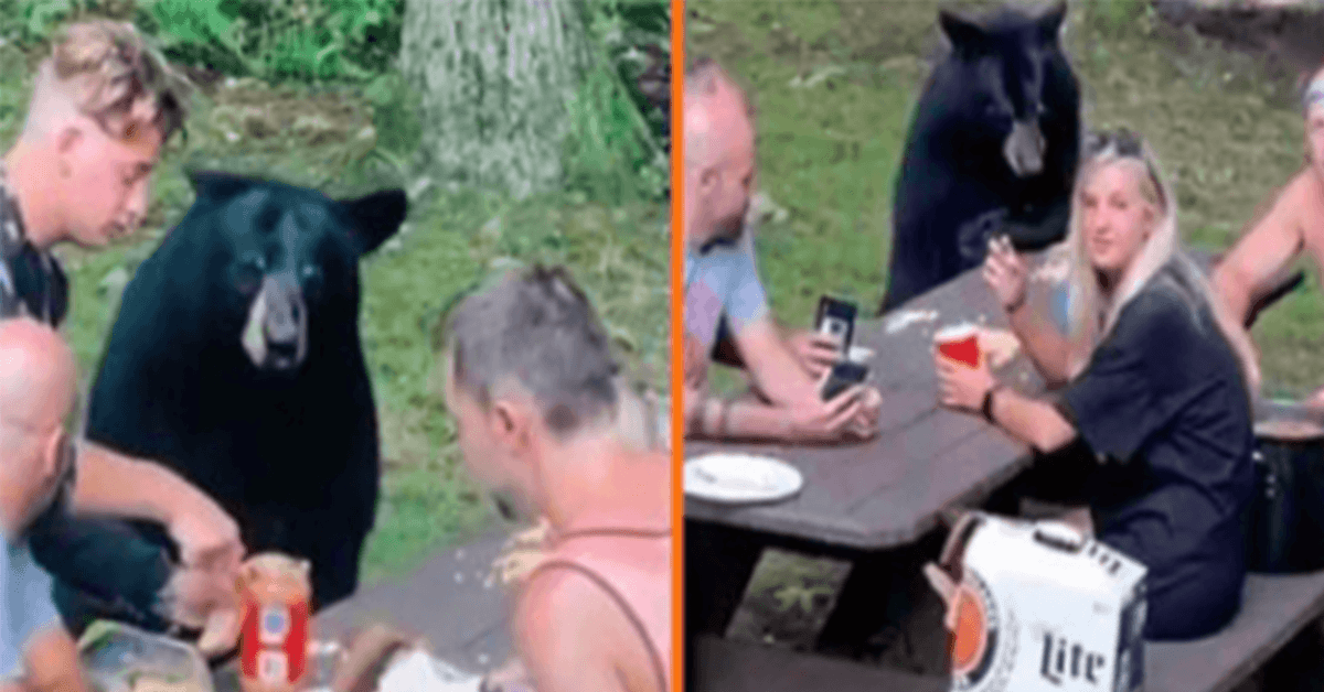 Wild Black Bear se une al picnic familiar y exige sándwiches de PB&J 1 1659759836 Wild Black Bear se une al picnic familiar y