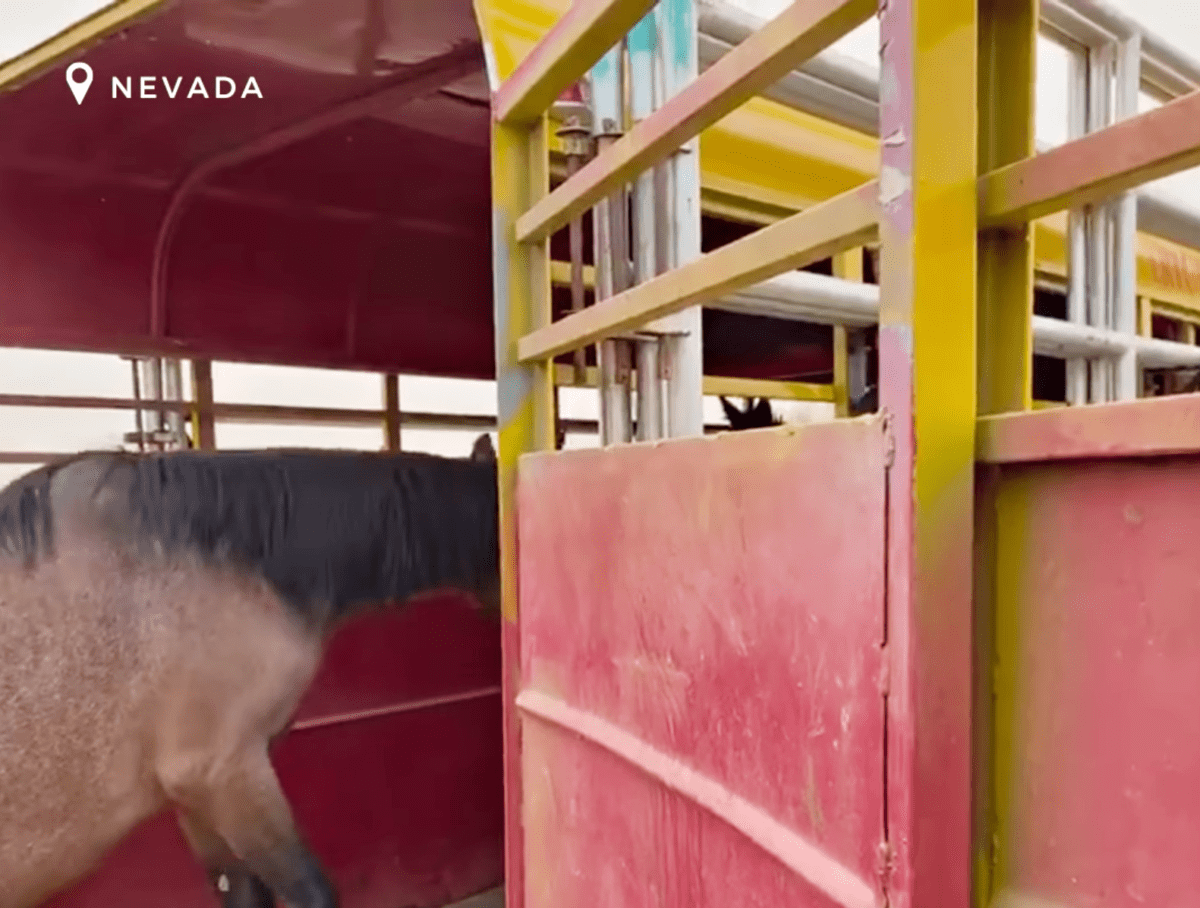 1659846265 28 la temerosa yegua salvaje arriesga su libertad para recuperar al