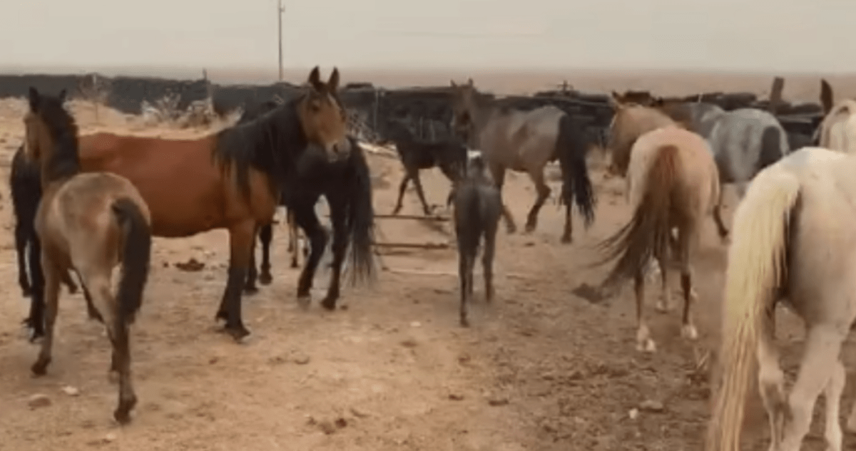 1659846265 360 La temerosa yegua salvaje arriesga su libertad para recuperar al