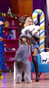 1659848037 383 el perro de karol g estaria en peligro de