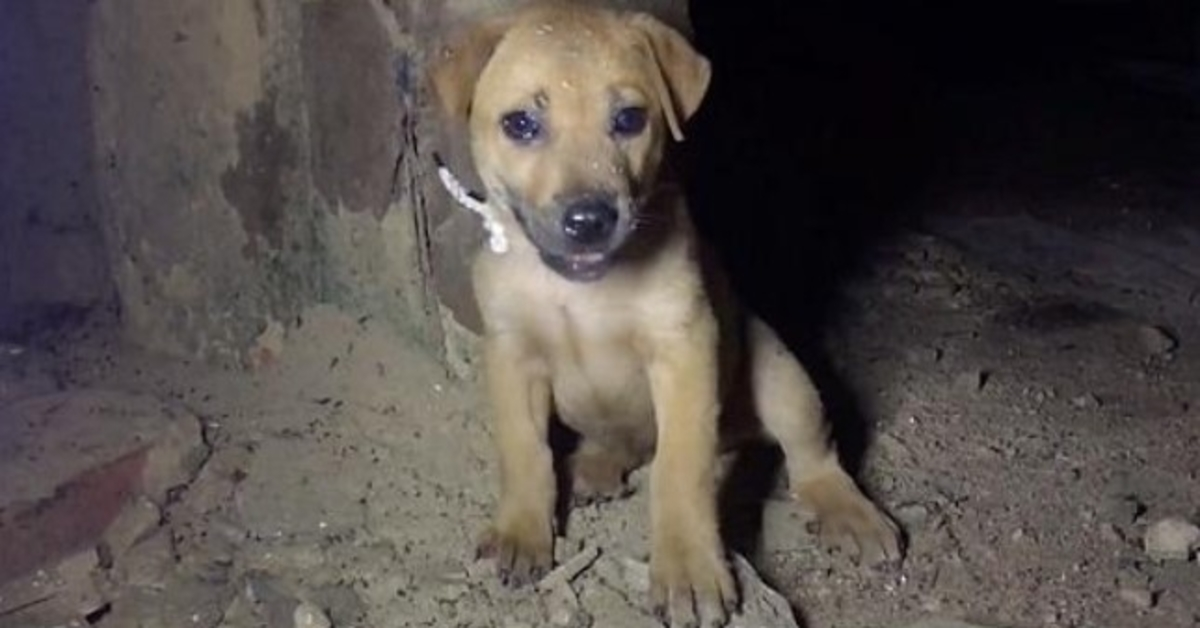 La cuerda se clavó más en su cuello mientras gritaba pidiendo ayuda en una casa oscura y abandonada. 1 1660105703 La cuerda se clavo mas en su cuello mientras gritaba