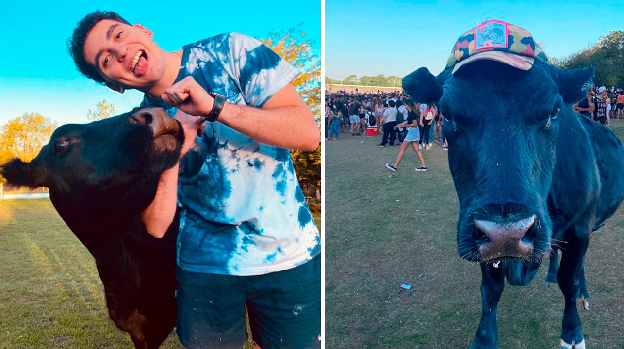 Joven rescató a un ternero y ahora se convirtió en su mascota 1 1660107474 Joven rescato a un ternero y ahora se convirtio en