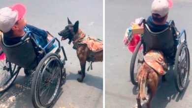 1660539782 ¡excelente perro ayuda a su dueno en silla de ruedas