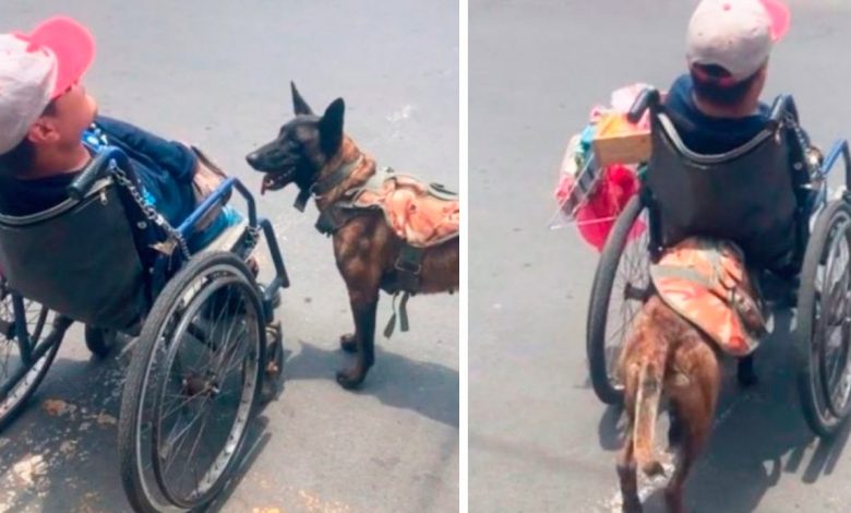 1660539782 ¡excelente perro ayuda a su dueno en silla de ruedas