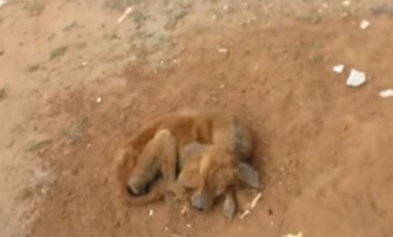 Perro hambriento encontrado con la mandíbula rota hace una transformación notable después del tratamiento 1 1660883847 perro hambriento encontrado con la mandibula rota hace una transformacion