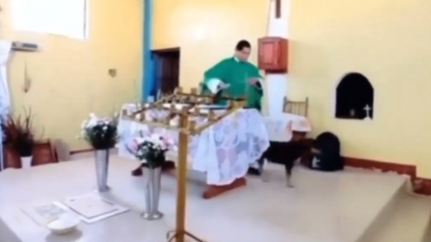 1660972185 Indignacion a pastor que pateo a perro callejero en plena