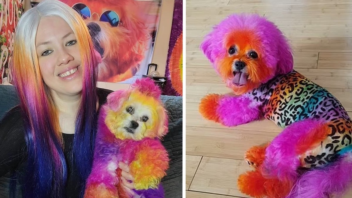 Mujer tiñó el pelaje de su perro para que combinara con el de ella (Fotos) 1 1661058646 Mujer tino el pelaje de su perro para que combinara