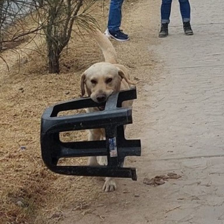 1661231601 165 cachorro es captado ayudando a su duena que vende helados