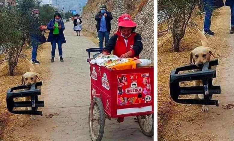 1661231602 cachorro es captado ayudando a su duena que vende helados