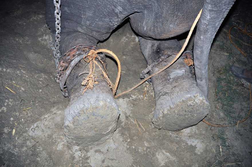 1661316279 144 elefante de raju llora tras ser rescatado encadenado de 50