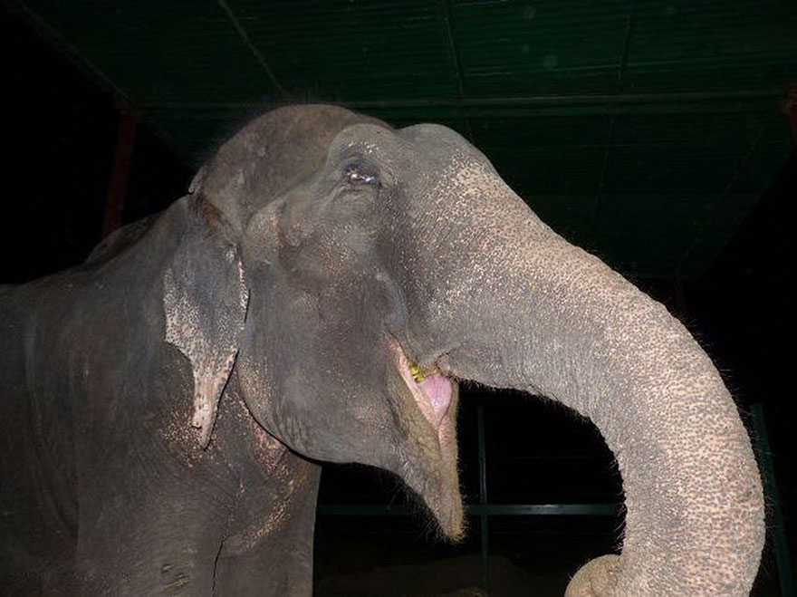 1661316279 325 elefante de raju llora tras ser rescatado encadenado de 50