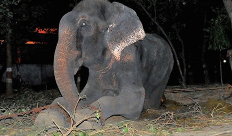 1661316280 elefante de raju llora tras ser rescatado encadenado de 50