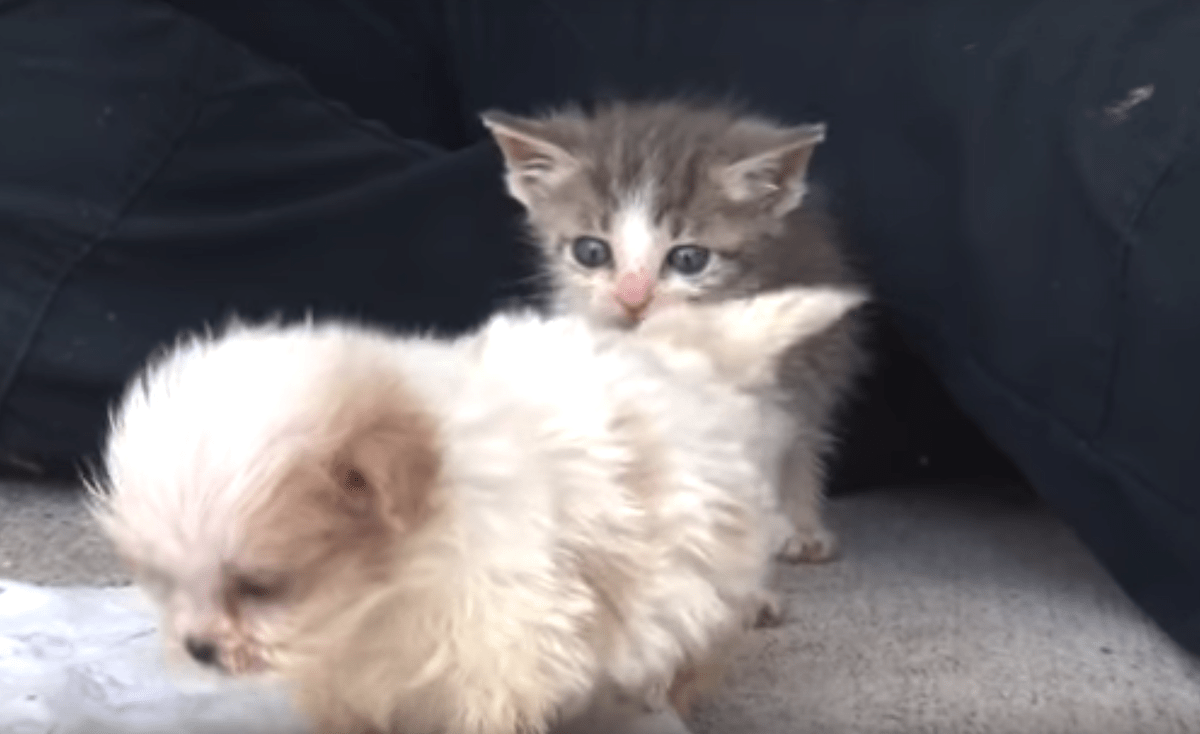 1661835101 83 perro rescatado de una fabrica de cachorros presentado a un