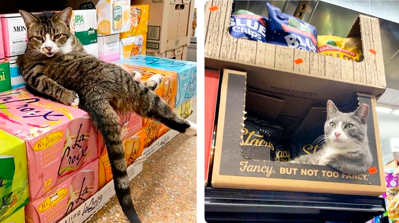 21 fotos de gatos en pequenas tiendas como si fueran