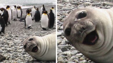 21 fotos divertidas de focas que no pueden parar de