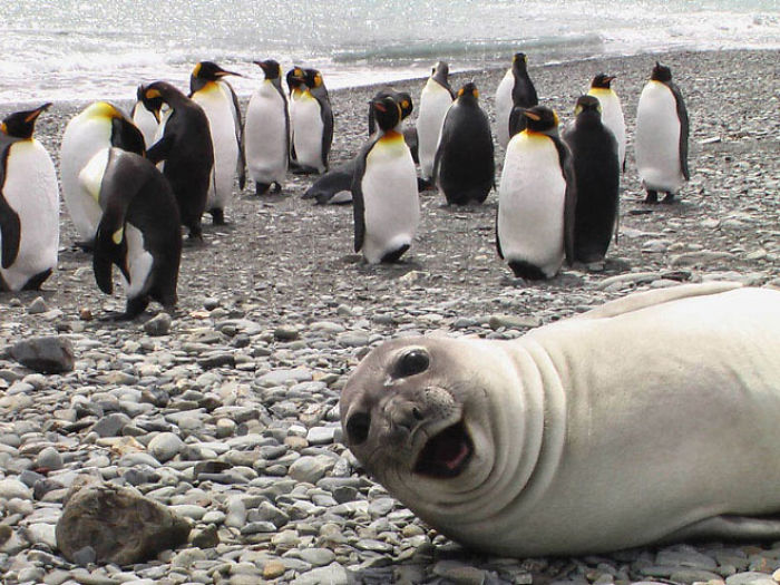 21 fotos divertidas de focas que no pueden parar de