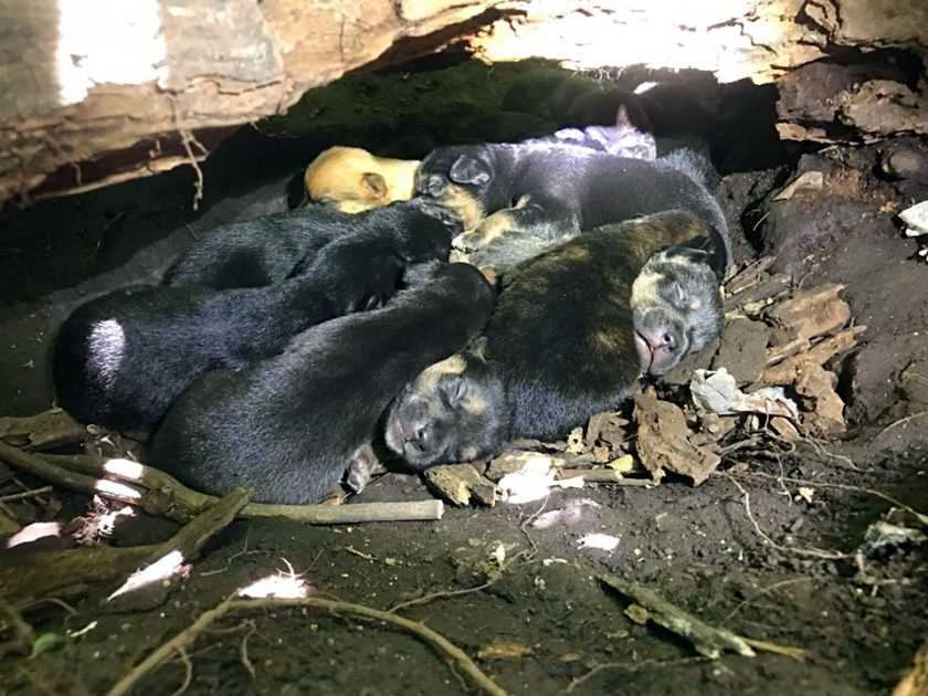 A pesar de su pata rota mama dog llevo a