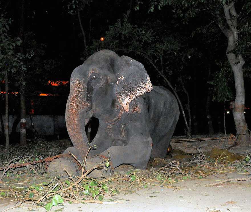 Elefante de raju llora tras ser rescatado encadenado de 50