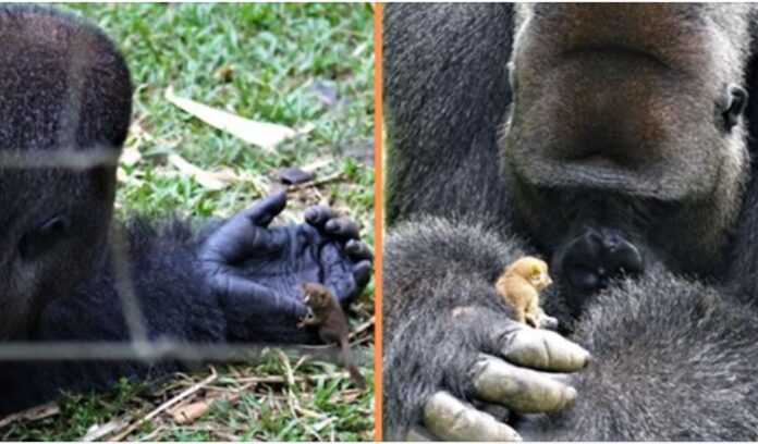 Gorila gigante forma una amistad emocionante con un pequeño arbusto bebé