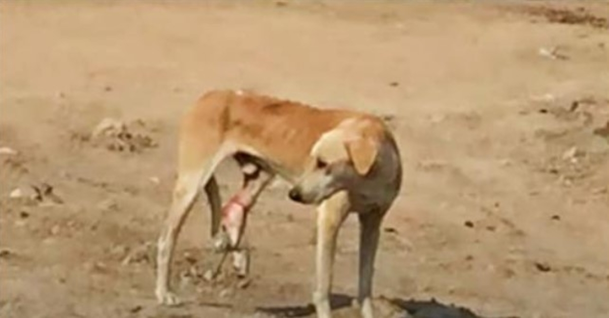 Perro callejero hambriento con una pata adherida no puede entender