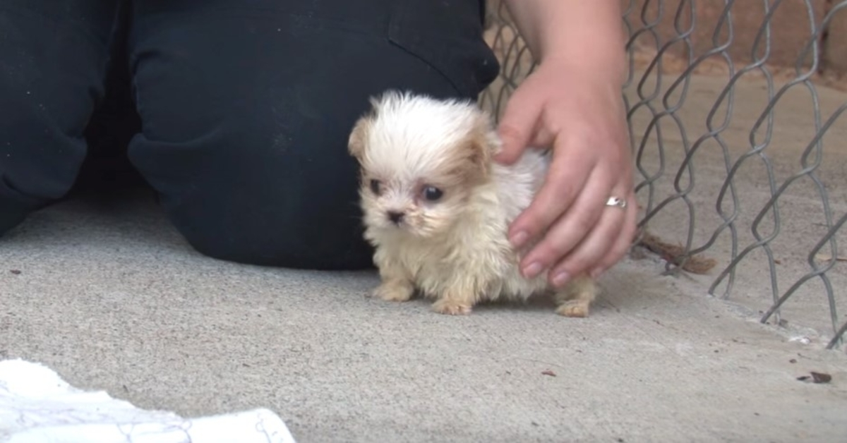 Perro rescatado de una fábrica de cachorros presentado a un amigo como señal de "nuevo comienzo". 1 Perro rescatado de una fabrica de cachorros presentado a un