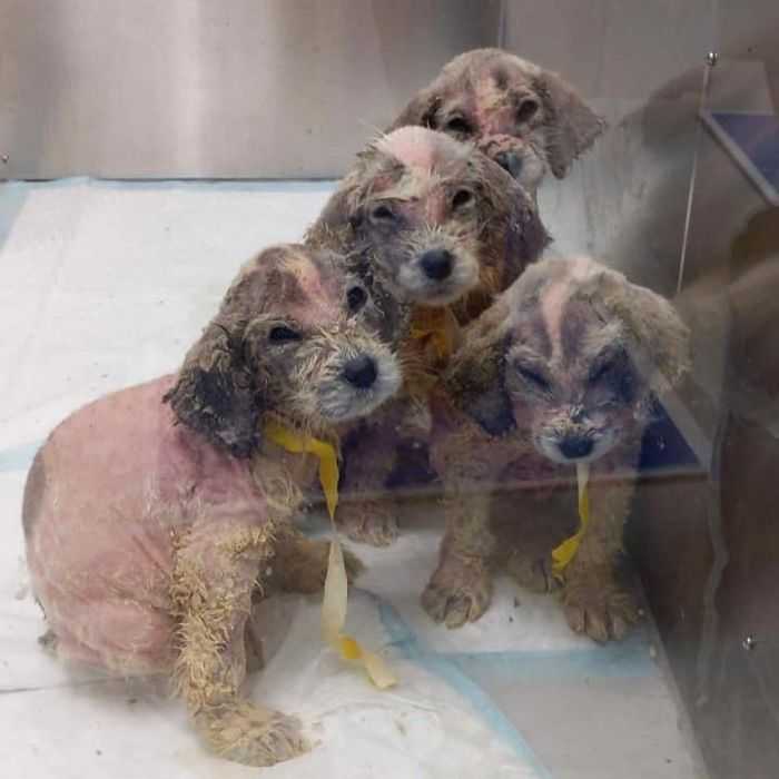 Un hombre encontro seis cachorros callejeros sin pelo y nadie