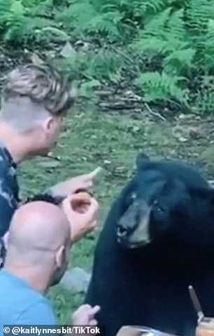 Wild black bear se une al picnic familiar y
