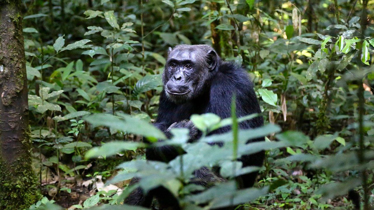 chimpances cavando pozos suelo filtrar agua limpia selva africa portada