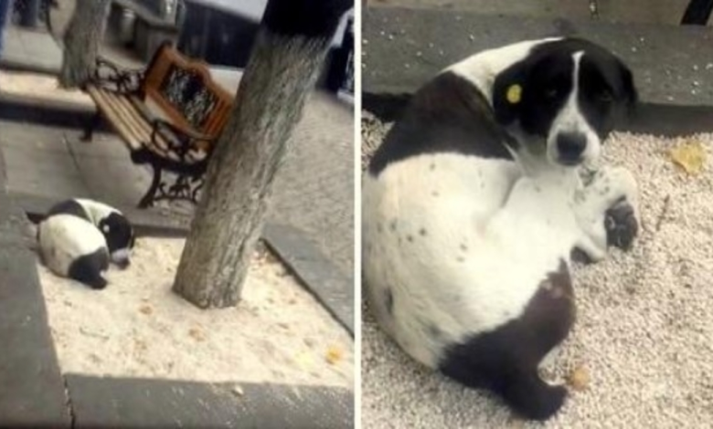 Anciano ve a su perro perdido después de 3 años en la cama de un árbol y lo llama por su nombre 1 1662180973 anciano ve a su perro perdido despues de 3 anos