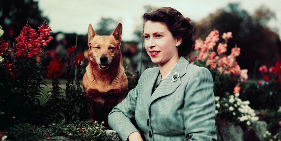1662874641 819 ¿que sera de los queridos perros de la reina isabel