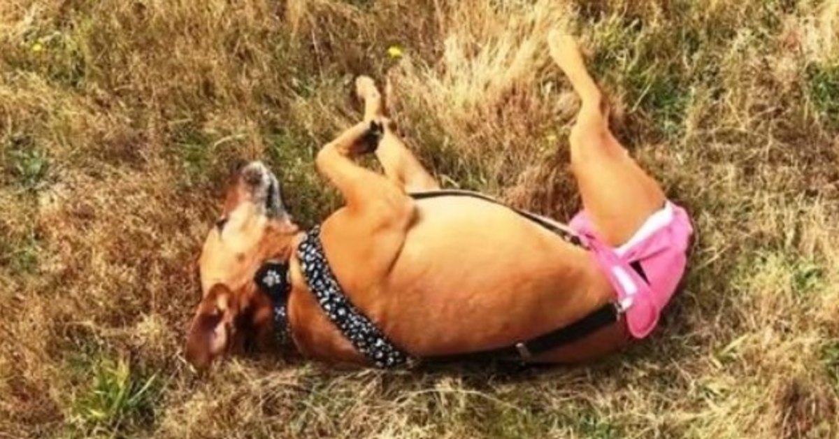 Una perrita de tres patas fue utilizada como cebo y luego tirada, lloraron al encontrarla 1 1663478160 Una perrita de tres patas fue utilizada como cebo y