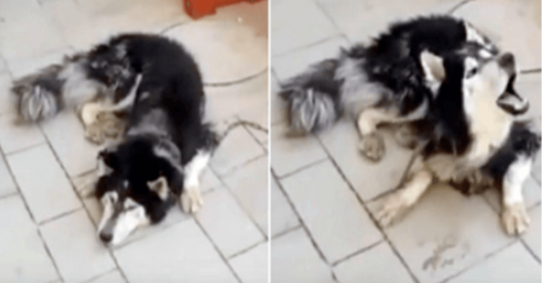 La policía encuentra a un husky desaparecido y confirma su identidad mientras canta su 'canción favorita' 1 La policia encuentra a un husky desaparecido y confirma su
