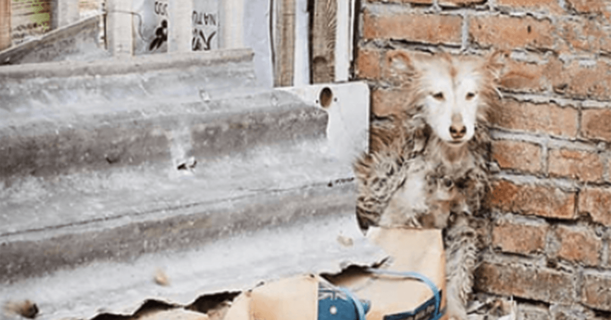 Mientras los otros perros jugaban Husky se olvido de sentarse