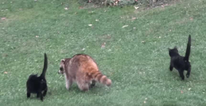 Mujer alimenta a mapache ciego y rompe record cuando trae