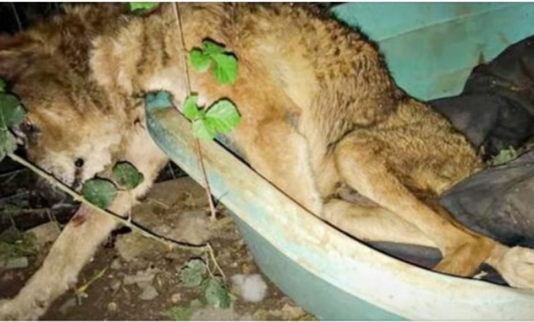 Un perro viejo expulsado de su casa se cayó y esperó su momento 1 Un perro viejo expulsado de su casa se cayo y
