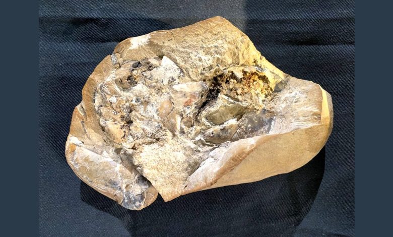 Hallado un “corazón fosilizado” de 380 millones de años. El más antiguo conocido 1 Corazon foilizado portada