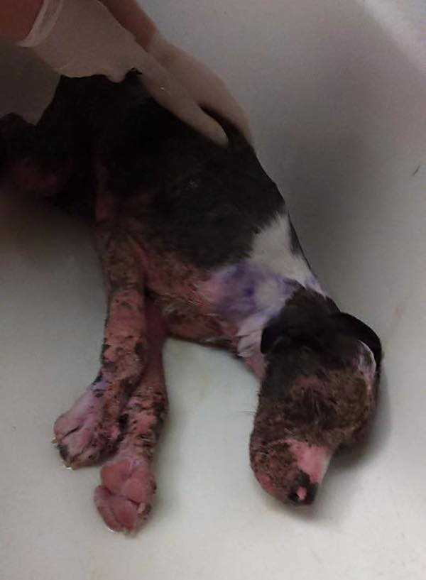 1665456591 119 cachorro adicto a la metanfetamina rescatado de una zanja se