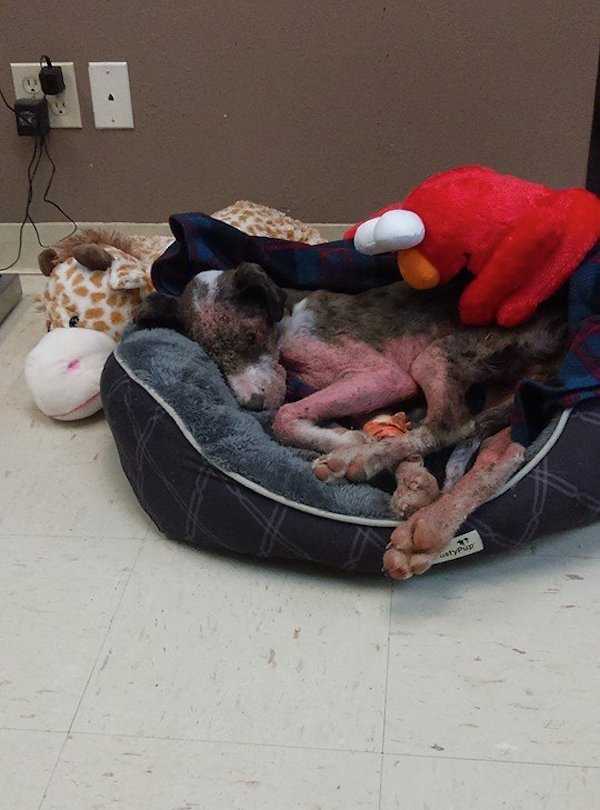1665456592 89 cachorro adicto a la metanfetamina rescatado de una zanja se