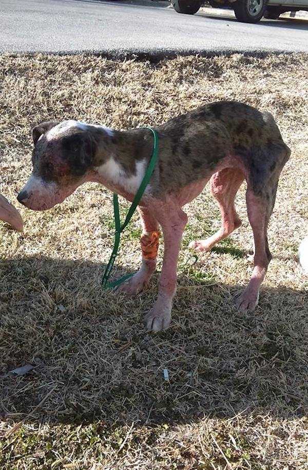 1665456592 994 cachorro adicto a la metanfetamina rescatado de una zanja se
