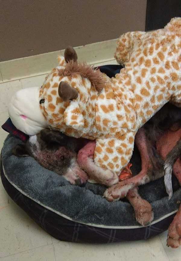 1665456593 45 cachorro adicto a la metanfetamina rescatado de una zanja se