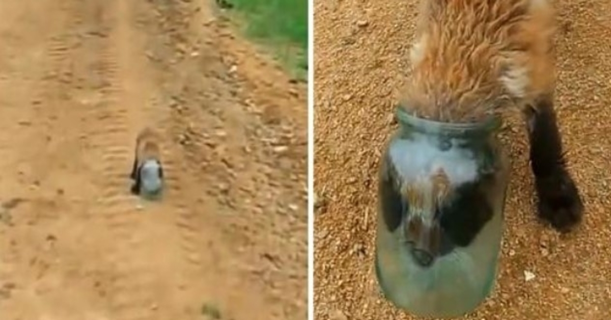 1665543197 Baby Fox se mete la cabeza en un frasco y